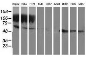 Image no. 2 for anti-Glutathione Synthetase (GSS) antibody (ABIN1498538) (Glutathione Synthetase 抗体)