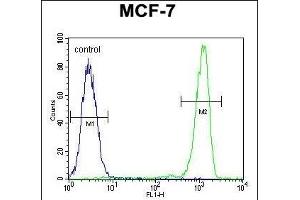 RABG Antibody (N-term) 0460a flow cytometric analysis of MCF-7 cells (right histogram) compared to a negative control cell (left histogram). (RABGAP1 抗体  (N-Term))