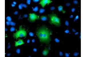 Anti-BAIAP2 mouse monoclonal antibody (ABIN2454654) immunofluorescent staining of COS7 cells transiently transfected by pCMV6-ENTRY BAIAP2 (RC214570). (BAIAP2 抗体)