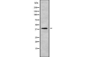 Western blot analysis of PDCD2 using LOVO whole cell lysates (PDCD2 抗体  (N-Term))