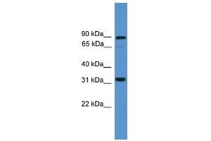 WB Suggested Anti-ATOH8 Antibody Titration:  0. (ATOH8 抗体  (C-Term))