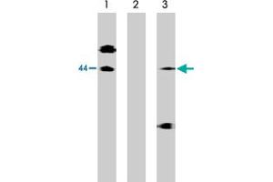 Western blot analysis of lysates of McA-RH7777 cells transfected with full length human S1PR1 protein using S1PR1 polyclonal antibody  at 10 ug/mL (Lane 1), antibody preincubated with specific blocking peptide (Lane 2) and antibody preincubated with non-specific control peptide (Lane 3). (S1PR1 抗体  (C-Term))