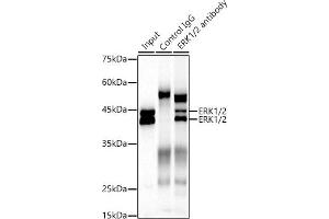Immunoprecipitation analysis of 300 μg extracts of NIH/3T3 cells using 3 μg ERK1/2 antibody (ABIN7268620). (ERK1 抗体)