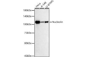 Western blot analysis of extracts of various cell lines, using Nucleolin antibody (ABIN7269035) at 1:500 dilution. (Nucleolin 抗体)