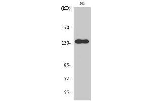 Western Blotting (WB) image for anti-Zinc Finger, MYND-Type Containing 8 (ZMYND8) (Internal Region) antibody (ABIN3186648) (ZMYND8 抗体  (Internal Region))