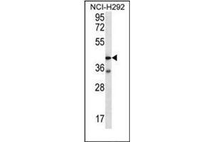 Western blot analysis of F2RL2 Antibody (N-term) in NCI-H292 cell line lysates (35ug/lane). (F2RL2 抗体  (N-Term))