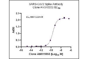 AbFlex SARS-CoV-2 Spike Antibody (rAb) (AM015553) tested by ELISA using SARS Spike protein RBD. (Recombinant SARS-CoV-2 Spike 抗体)