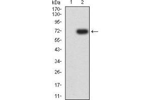 Western blot analysis using KRT13 mAb against HEK293-6e (1) and KRT13 (AA: 104-458)-hIgGFc transfected HEK293-6e (2) cell lysate. (Cytokeratin 13 抗体  (AA 104-458))