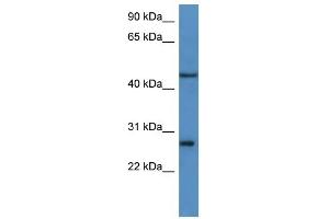 Western Blot showing FGFBP2 antibody used at a concentration of 1-2 ug/ml to detect its target protein. (FGFBP2 抗体  (C-Term))