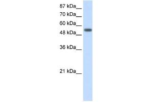 WB Suggested Anti-YARS Antibody Titration:  2. (YARS 抗体  (C-Term))