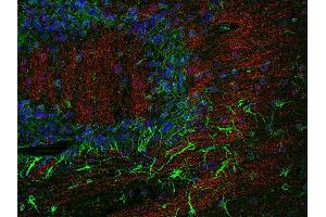 Indirect immunostaining of a PFA fixed, paraffin embedded mouse brain section with anti-claudin 11 (dilution 1 : 200; red) and chicken anti-GFAP (dilution 1 : 200; green). (Claudin 11 抗体  (AA 188-207))