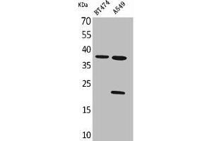 Western Blot analysis of BT474 A549 cells using IFN-α1 Polyclonal Antibody (IFNA1 抗体  (C-Term))