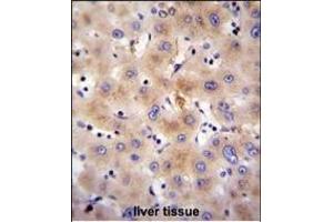 FBXO47 Antibody (N-term) (ABIN655283 and ABIN2844874) immunohistochemistry analysis in formalin fixed and paraffin embedded human liver tissue followed by peroxidase conjugation of the secondary antibody and DAB staining. (FBXO47 抗体  (N-Term))