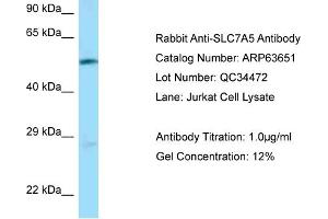 Western Blotting (WB) image for anti-Solute Carrier Family 7 (Cationic Amino Acid Transporter, Y+ System), Member 5 (SLC7A5) (N-Term) antibody (ABIN2789581) (SLC7A5 抗体  (N-Term))