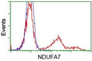 HEK293T cells transfected with either RC200534 overexpress plasmid (Red) or empty vector control plasmid (Blue) were immunostained by anti-NDUFA7 antibody (ABIN2454390), and then analyzed by flow cytometry. (NDUFA7 抗体)
