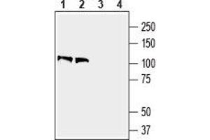 Western blot analysis of mouse brain lysate (lanes 1 and 3) and rat brain membranes (lanes 2 and 4): - 1,2. (Contactin 1 抗体  (Extracellular, N-Term))