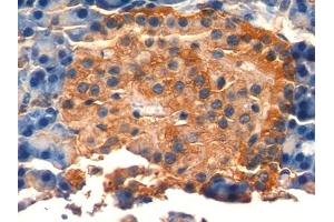 Detection of NSE in Rat Pancreas Tissue using Polyclonal Antibody to Enolase, Neuron Specific (NSE) (ENO2/NSE 抗体  (AA 2-434))