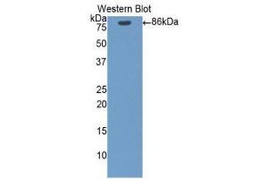 Western Blotting (WB) image for anti-Heat Shock Protein 90kDa alpha (Cytosolic), Class B Member 1 (HSP90AB1) (AA 1-724) antibody (ABIN1078124)