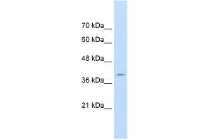 WB Suggested Anti-FKBP6 Antibody Titration:  1.