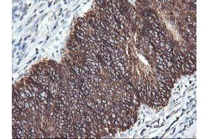 Immunohistochemistry (IHC) image for anti-Acetyl-CoA Acyltransferase 2 (ACAA2) antibody (ABIN1495723) (ACAA2 抗体)