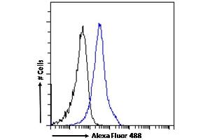 (ABIN185217) Flow cytometric analysis of paraformaldehyde fixed A431 cells (blue line), permeabilized with 0. (BAF53A and BAF53B (C-Term) 抗体)