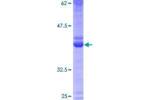 CRB3 Protein (AA 1-120) (GST tag)