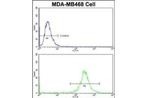 Flow cytometric analysis of MDA-M cells using VPS53 Antibody (N-term)(bottom histogram) compared to a negative control cell (top histogram)FITC-conjugated goat-anti-rabbit secondary antibodies were used for the analysis. (VPS53 抗体  (N-Term))