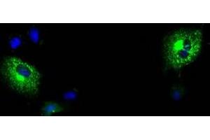 Anti-MPP3 mouse monoclonal antibody (ABIN2453327) immunofluorescent staining of COS7 cells transiently transfected by pCMV6-ENTRY MPP3 (RC208903). (MPP3 抗体)