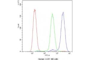 Flow cytometry testing of human U-251 MG cells with ADO antibody at 1ug/10^6 cells (blocked with goat sera) (ADO 抗体)