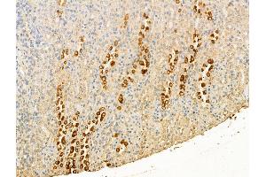 ABIN7094492 and ABIN7098541 at 1/100 staining Rat kidney tissue by IHC-P. (P-Selectin 抗体  (C-Term))