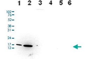 Western Blot analysis of (1) 25 ug whole cell extracts of Hela cells, (2) 15 ug histone extracts of Hela cells, (3) 1 ug of recombinant histone H2A, (4) 1 ug of recombinant histone H2B, (5) 1 ug of recombinant histone H3, (6) 1 ug of recombinant histone H4. (HIST1H3A 抗体  (3meLys9))