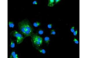 Immunofluorescence (IF) image for anti-Interferon Regulatory Factor 6 (IRF6) antibody (ABIN1498902) (IRF6 抗体)