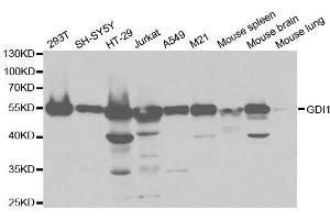 Western blot analysis of extracts of various cell lines, using GDI1 antibody. (GDI1 抗体  (AA 188-447))
