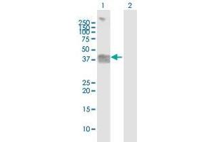 Western Blot analysis of OGN expression in transfected 293T cell line by OGN MaxPab polyclonal antibody. (OGN 抗体  (AA 1-298))