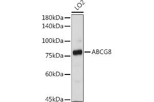 Western blot analysis of extracts of LO2 cells, using  antibody (ABIN3022642, ABIN3022643, ABIN3022644 and ABIN6219013) at 1:1000 dilution. (ABCG8 抗体  (AA 1-320))
