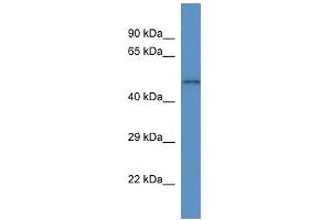 WB Suggested Anti-Slc35f3 Antibody   Titration: 1. (SLC35F3 抗体  (C-Term))