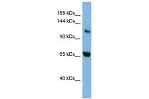 Image no. 1 for anti-Myosin IE (MYO1E) (C-Term) antibody (ABIN6741804) (MYO1E 抗体  (C-Term))