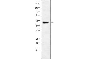 Western blot analysis of Eps8L3 using COS7 whole cell lysates (EPS8-Like 3 抗体)