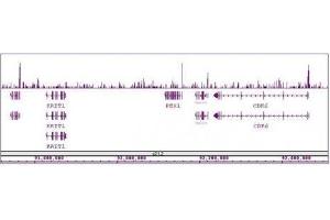 Sox2 antibody (pAb) tested by ChIP-Seq. (SOX2 抗体  (C-Term))
