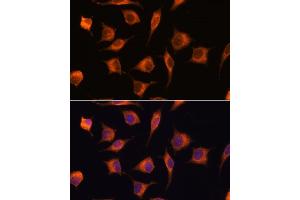 Immunofluorescence analysis of L929 cells using GBAS antibody (ABIN7267391) at dilution of 1:100. (GBAS 抗体  (AA 1-50))