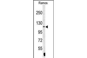 Western blot analysis of XPOT antibody in Ramos cell line lysates (35ug/lane) (XPOT 抗体  (N-Term))