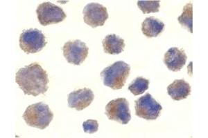 Immunohistochemistry (IHC) image for anti-Beta-secretase 1 (BACE1) (C-Term) antibody (ABIN1030276) (BACE1 抗体  (C-Term))