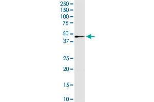 IDH3G MaxPab rabbit polyclonal antibody. (IDH3G 抗体  (AA 1-393))