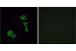 Immunofluorescence analysis of A549 cells, using OR51A2 Antibody. (OR51A2 抗体  (AA 201-250))