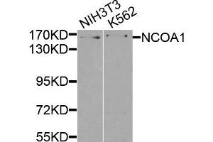Western blot analysis of extracts of NIH3T3 and K562 cells, using NCOA1 antibody. (NCOA1 抗体)
