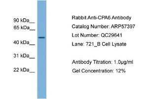 WB Suggested Anti-CPA6  Antibody Titration: 0. (CPA6 抗体  (Middle Region))