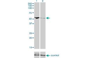 Western Blotting (WB) image for anti-Cytidine and DCMP Deaminase Domain Containing 1 (CDADC1) (AA 423-515) antibody (ABIN466247) (CDADC1 抗体  (AA 423-515))