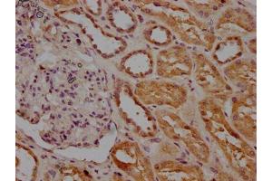 IHC image of ABIN7156340 diluted at 1:200 and staining in paraffin-embedded human kidney tissue performed on a Leica BondTM system.