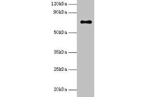 Western blot All lanes: Adck2 antibody at 2 μg/mL + K562 whole cell lysate Secondary Goat polyclonal to rabbit IgG at 1/15000 dilution Predicted band size: 69 kDa Observed band size: 69 kDa (ADCK2 抗体  (AA 200-609))