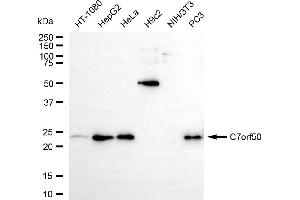 Western blotting analysis using c7orf50 antibody (ABIN7798083). (C7orf50 抗体)